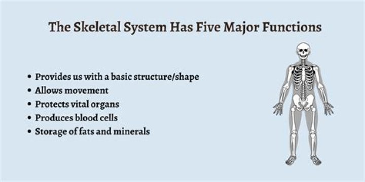 What are the 5 functions of NDLEA?