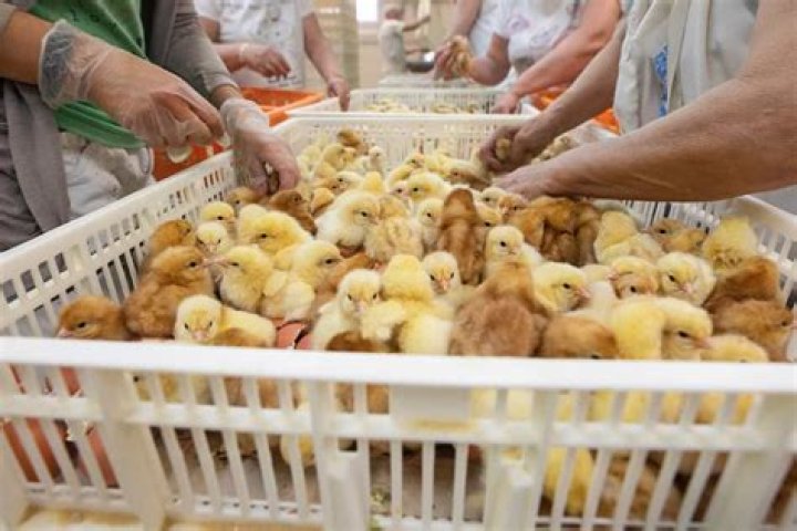 What happens to male chicks in egg industry?