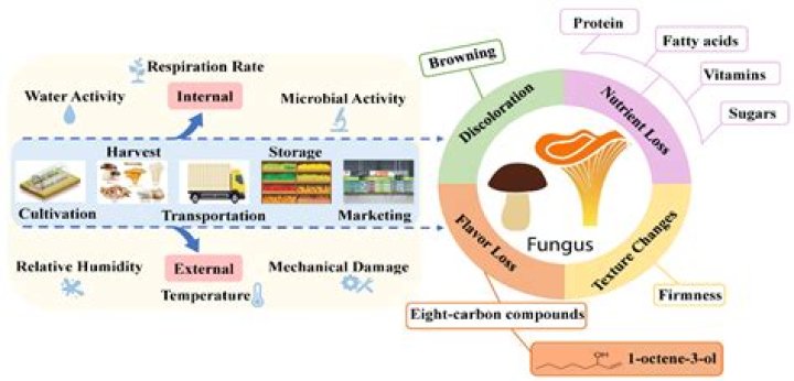 What is the most irradiated food?