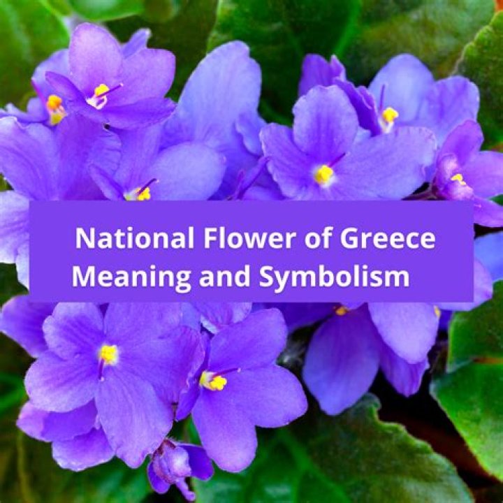 What is the national flower of Greece?