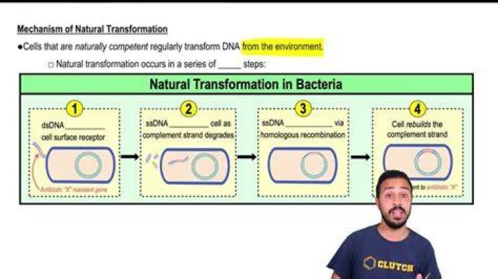 Who discovered natural transformation in bacteria?