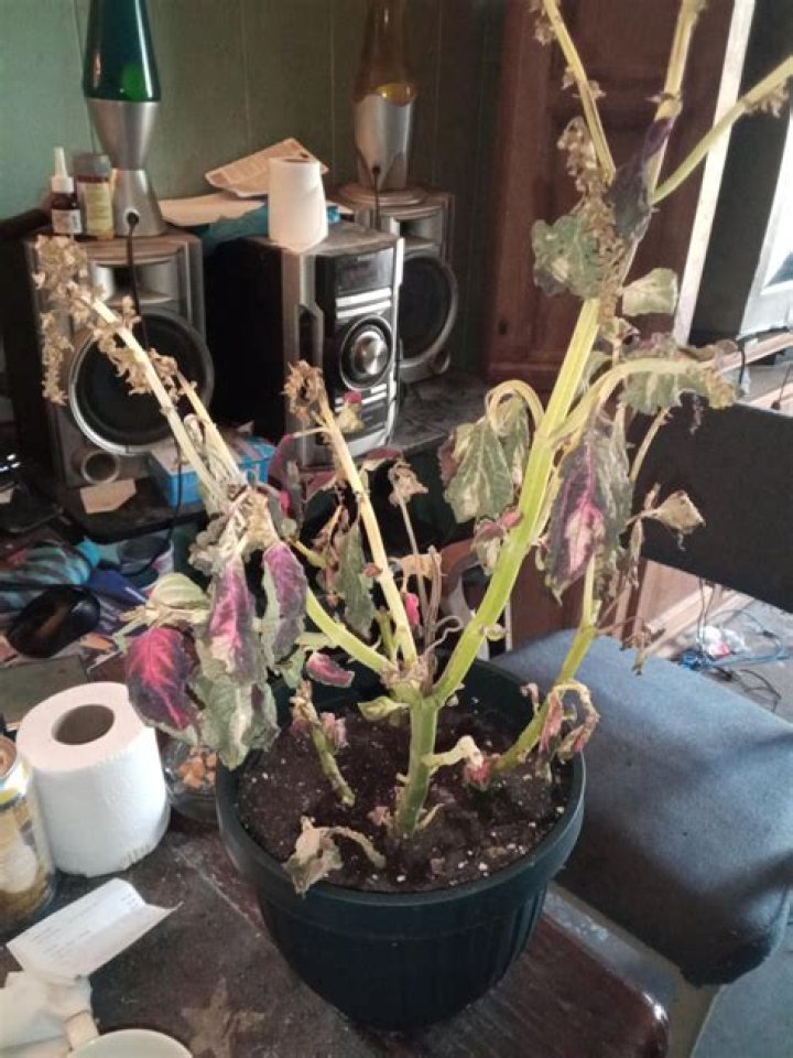 Why should we not eat an unknown plants?